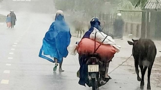 Ảnh: Người Hà Tĩnh tất bật dắt trâu bò chạy lũ