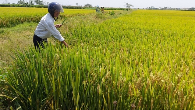 Quảng Nam ứng phó với nhiễm mặn cuối vụ Đông Xuân