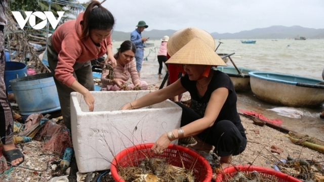 Phú Yên: Tôm hùm chết vì sốc nước ngọt và thiếu ô xy