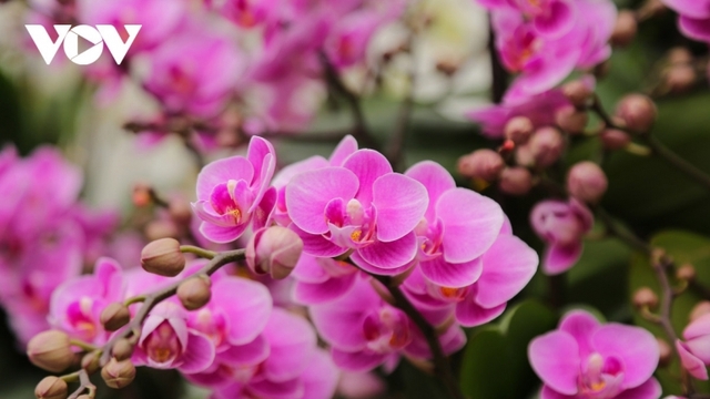 Pricy orchid flowers in blossom for Tet market