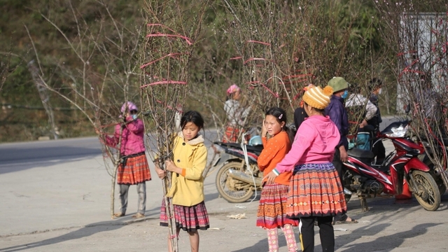 Wild peach blossoms attract customers as Tet approaches