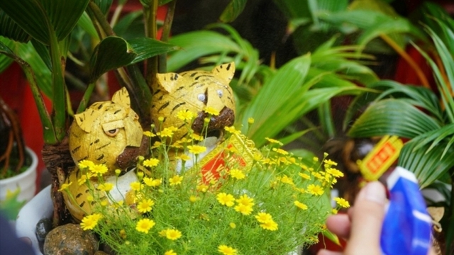 Unique tiger-shaped bonsai trees for Tet decorations