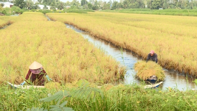 Kiên Giang từng bước phát triển mô hình tôm - lúa hữu cơ
