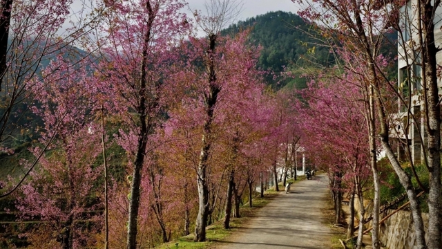 To Day flower blossoms brightens up Mu Cang Chai mountainous area