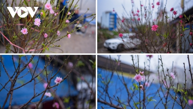 Colourful blossoms signal first sign of Tet in Hanoi