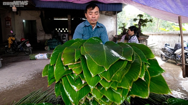 Bustling Trang Cat village in Dong leaf harvesting season