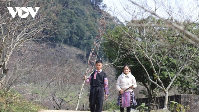 Wild peach blossoms attract visitors ahead of Lunar New Year Festival