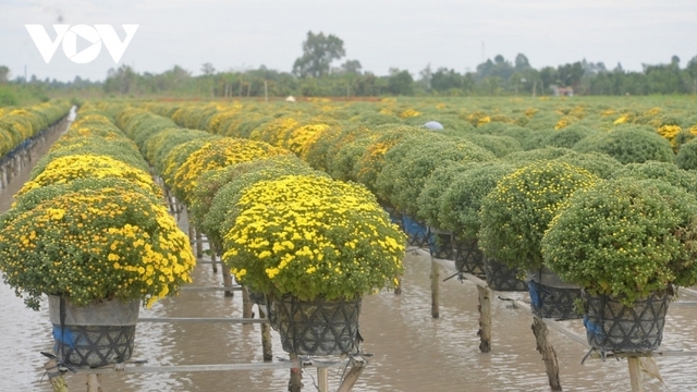 Sa Dec Flower Village rushes to prepare for Lunar New Year