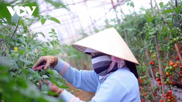 OECD: Tăng trưởng kinh tế Việt Nam chậm lại, đối mặt rủi ro toàn cầu