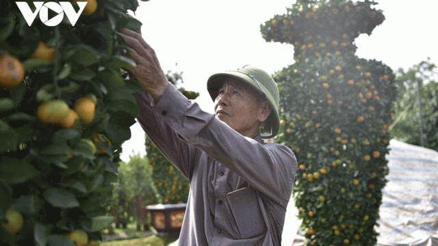 “Hái ra tiền” nhờ uốn cây cảnh dịp Tết