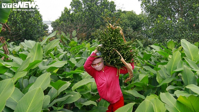 Tất bật thu hoạch lá dong, mong hốt bạc dịp Tết Nguyên đán