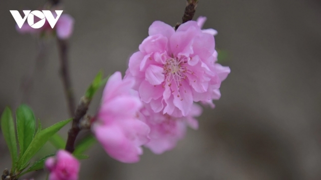 Nhat Tan peach trees aflush with Tet fervor