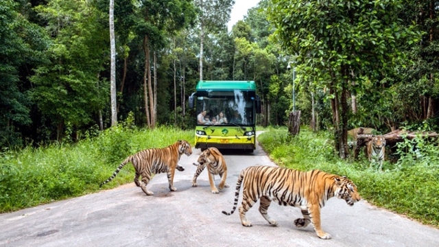 Siêu hot trải nghiệm “nhập vai bảo mẫu nhí” cực hút khách tại Vinpearl Safari