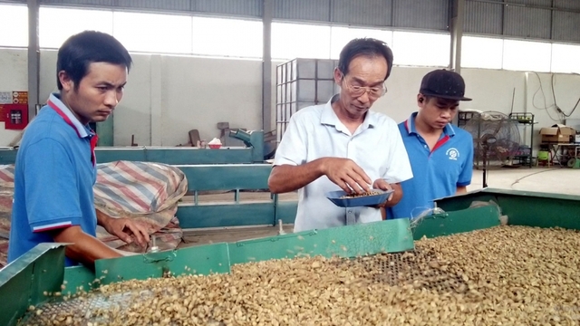 Giá cà phê hôm nay 16/4: Giá cà phê trong nước tăng mạnh 5.000 - 5.200 đồng/kg
