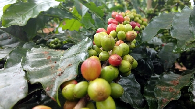Giá cà phê hôm nay 10/3: Giá cà phê trong nước trung bình ở mức 129.700 đồng/kg