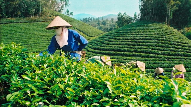 Thái Nguyên kết hợp du lịch và ẩm thực, hướng tới mục tiêu xuất khẩu chè tỷ đô
