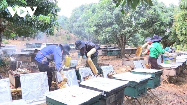 Người dân Sơn La thu lời 1 triệu đồng/đàn ong ngoại một năm