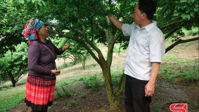 Chủ động các điều kiện phục vụ thu hoạch, chế biến, tiêu thụ nông sản