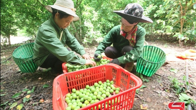 Thành phố vào mùa thu hoạch mận tam hoa