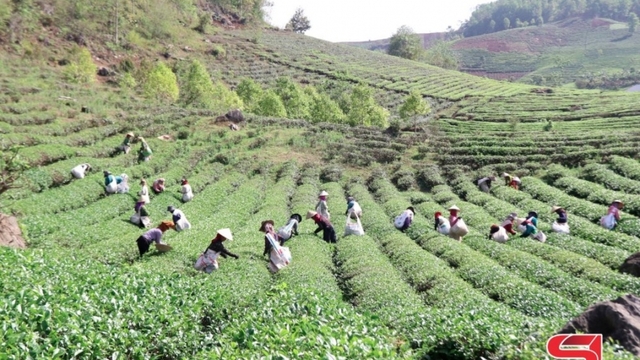 Khai thác lợi thế phát triển nông nghiệp bền vững