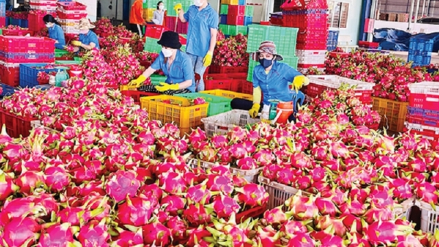 Thiếu chứng thư, nông sản Việt “tắc đường” sang châu Âu