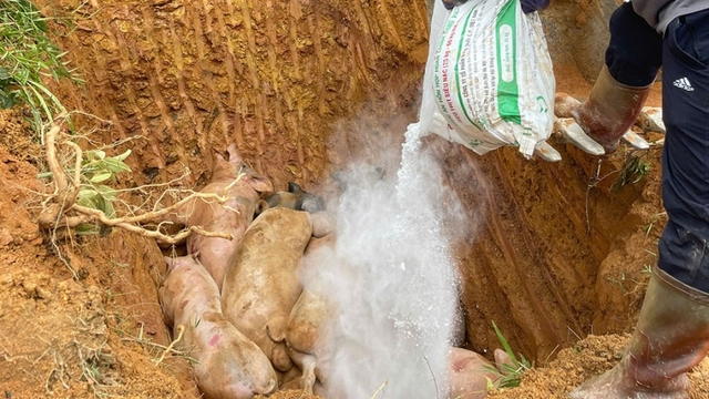 Xử phạt 5 tài xế vận chuyển lợn không kiểm dịch