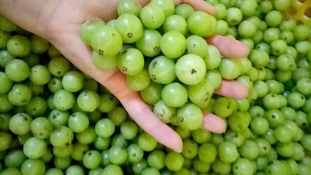 Quả lạ trong rừng rụng đầy gốc hoá "mỏ vàng", chứa nhiều vitamin C