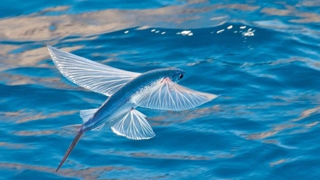 Loài cá biết bay như chim, trước rẻ như cho nay dân biển bắt bán "hốt bạc"