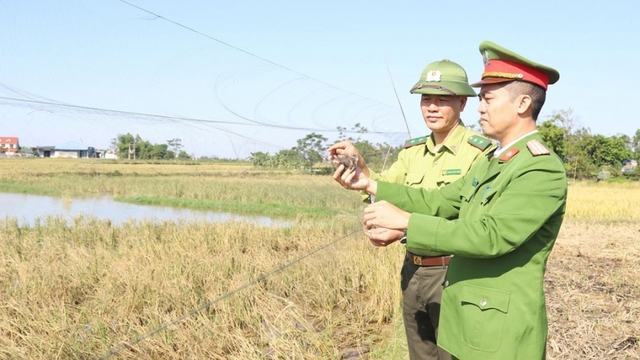 Bắc Ninh ngăn chặn tình trạng săn bắt chim hoang dã