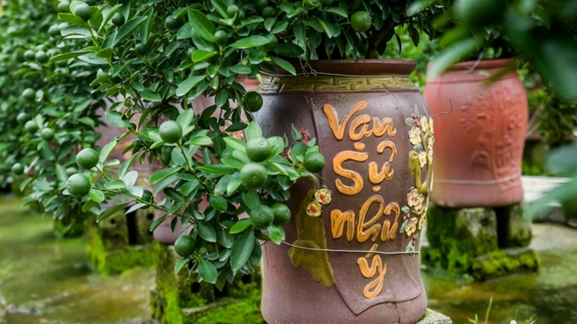 Thủ phủ quất Tết ở Ninh Bình 'cháy hàng' từ tháng 9, nhà vườn thắng lớn