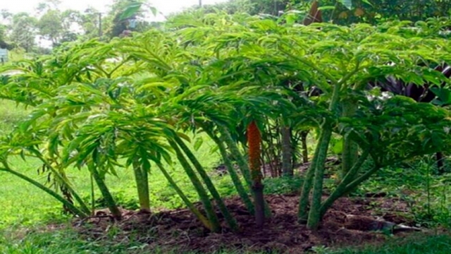 Chột nưa - cây dại họ nhà khoai lên đời thành đặc sản