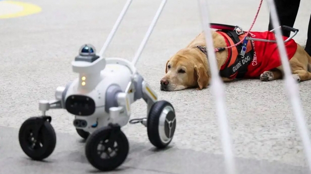 Dịch vụ chó dẫn đường thông minh đầu tiên trên thế giới ở Trung Quốc