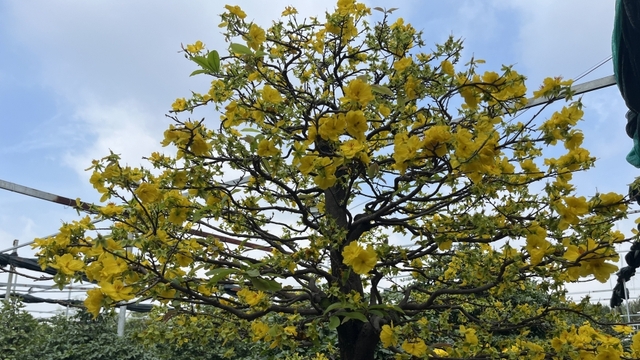 Làng mai truyền thống Thủ Đức hối hả vụ Tết, giữ hồn xuân giữa phố thị