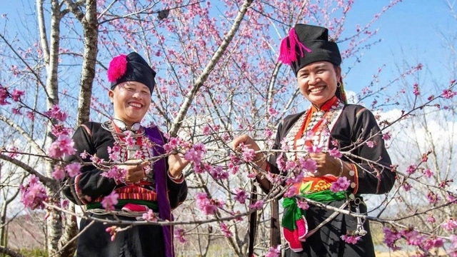 Early cherry blossoms bring colour to Vietnam’s northern borderland