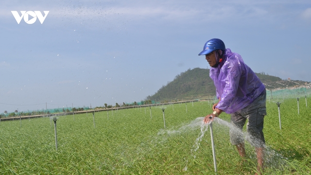 Hơn 11 tỷ đồng sản xuất tỏi Lý Sơn theo hướng VietGAP