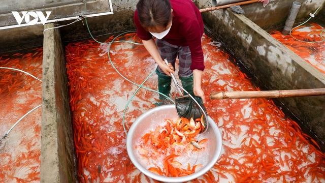Người dân làng Thủy Trầm tất bật thu hoạch cá chép đỏ bán ngày ông Công ông Táo