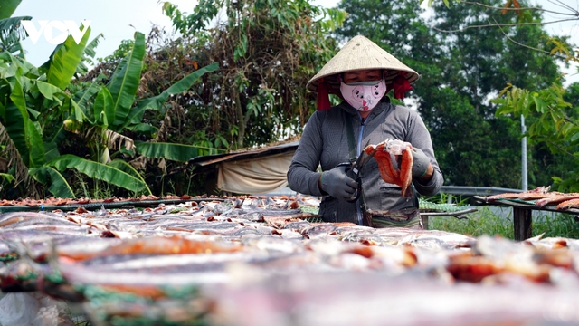 Làng khô cá lóc Cần Thơ tất bật vào vụ Tết