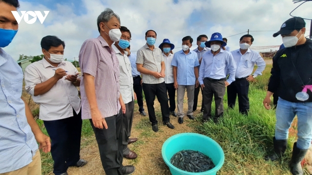 Thả nuôi tôm công nghiệp ở Kiên Giang chỉ chiếm 38 - 57% công suất thiết kế