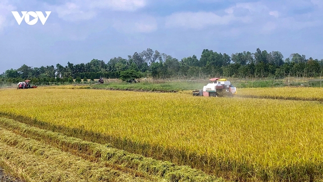 Nông dân Hậu Giang thu nhập khoảng 40 triệu đồng/ha vụ lúa Đông Xuân