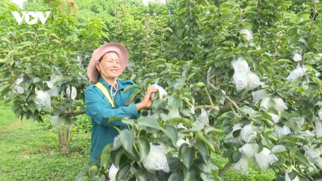 Mùa lê ở Phiêng Khoài (Sơn La)