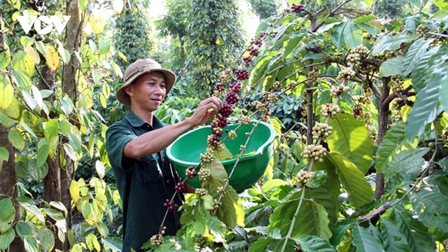 Giá cà phê hôm nay 4/5: Giá cà phê trong nước giảm mạnh khoảng 12.500 đồng/kg