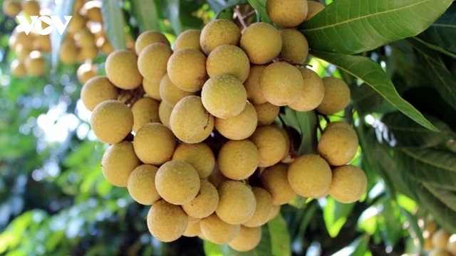 Tiêu thụ xoài và nhãn ở Sơn La gặp khó