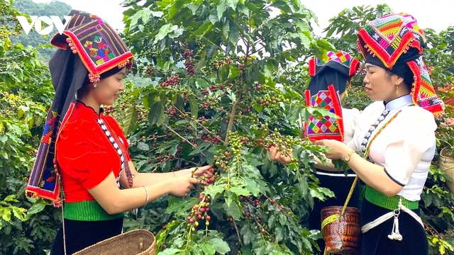 Arabica Sơn La – hương vị núi rừng Tây Bắc