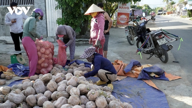 Bí đỏ ở Khánh Hòa rớt giá tồn đọng 6.000 tấn, người dân hoang mang lo mất Tết