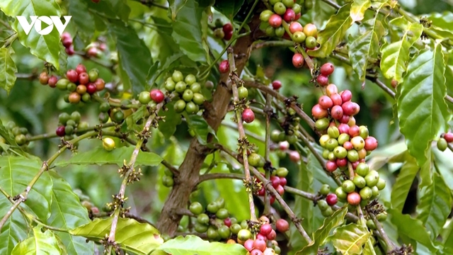 Giá cà phê hôm nay 23/12: Giá cà phê Robusta và Arabica đồng loạt giảm