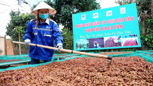 Giá cà phê hôm nay 25/12: Cà phê trong nước thu mua mức cao nhất 68.000 đồng/kg