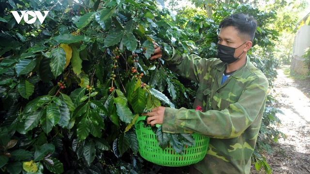 Giá cà phê hôm nay 12/9: Giá cà phê trong nước tăng 100 đồng/kg