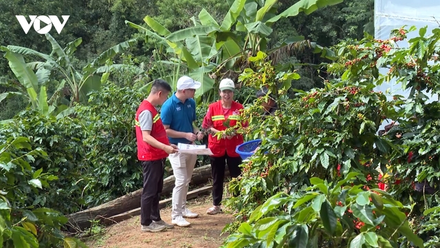 Giá cà phê hôm nay: Cà phê trong nước giá thu mua cao nhất 110.000 đồng/kg