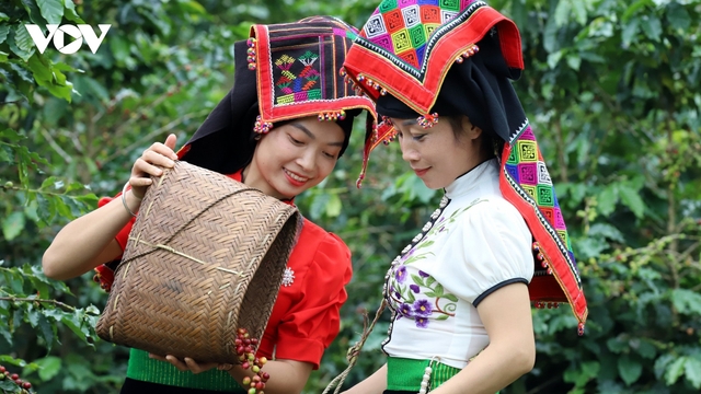 Giá cà phê hôm nay 22/9: Giá cà phê trong nước tăng 1.600 đồng/kg
