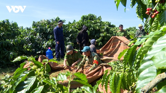 Giá cà phê hôm nay 20/12: Thu mua cao nhất 123.200 đồng/kg